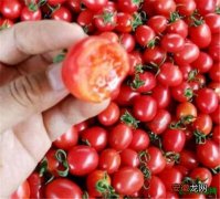 【番茄】樱桃小番茄和千禧圣女果的区别 血糖高能吃樱桃小番茄吗