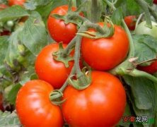 【树】番茄树种植时间和方法 番茄树开花和结果时间