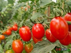 【图片】小番茄图片价格多少钱一斤 小番茄种植技术