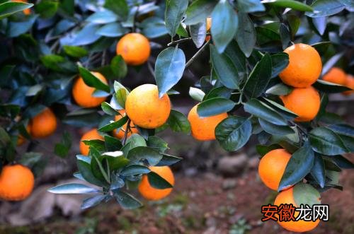 【方法】柑橘钻心虫防治方法 打什么农药好