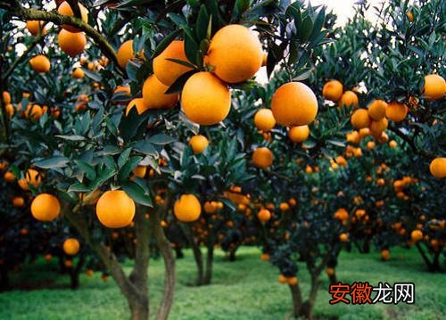 【方法】柑橘钻心虫防治方法 打什么农药好