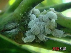 【花】梅花介壳虫用什么药管用 治疗措施与防治方法
