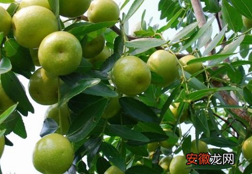 【树】枣树黄叶病用什么药效果好 病因及防治方法