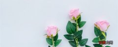 【玫瑰花】21朵粉玫瑰花语 21朵粉玫瑰花语是什么