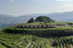 【老区新貌】张家界永定区：莓茶产业助力乡村振兴