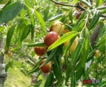 【枣树】冬枣树苗价格 冬枣高效栽培技术