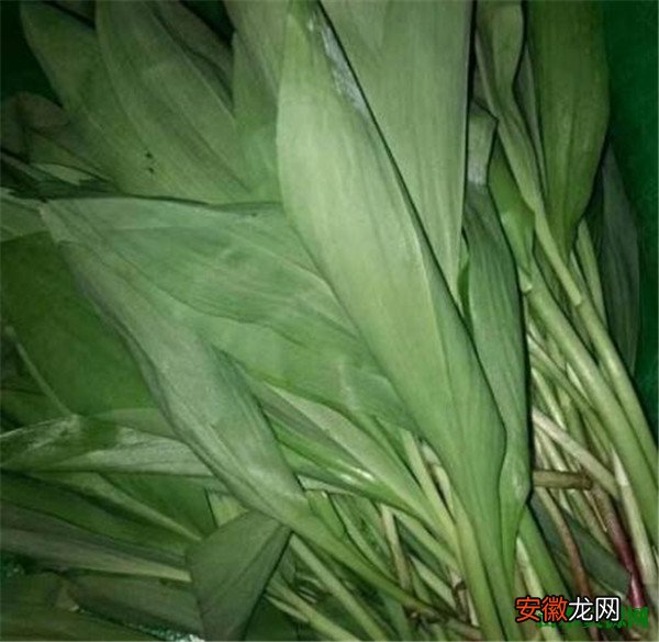 【药用】山葱有哪些功效 山葱也叫藜芦药用价值很高