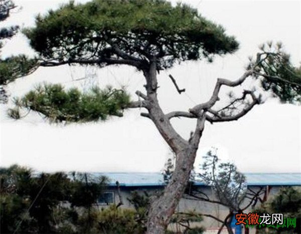 【风水】黄山迎客松图片和风水寓意 迎客松盆景栽培方法