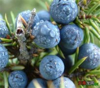 【蓝莓】杜松子的功效 杜松子和蓝莓的区别
