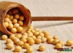 【价值】黄豆的营养价值有哪些 变绿的黄豆芽还能吃吗