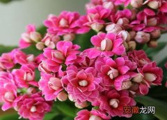 【花】长寿花促花方法与催花技巧
