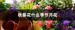 【季节】秋葵花什么季节开花