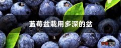 【盆栽】蓝莓盆栽用多深的盆