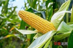 【防治】玉米钻心虫防治方法
