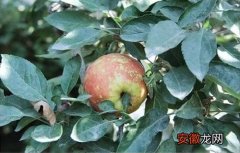 【防治】苹果病毒病症状与防治方法