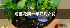 【花期】角堇花期一年开几次花