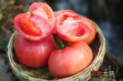 【防治】番茄钻心虫防治方法