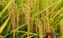 【防治】水稻钻心虫防治方法