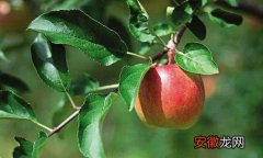 【防治】苹果钻心虫防治方法