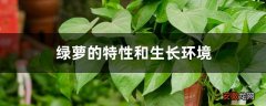 【生长】绿萝的特性和生长环境