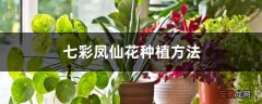 【种植方法】七彩凤仙花种植方法