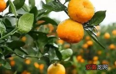 【效果】柑橘黄叶病用什么药效果好