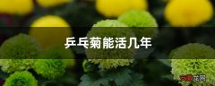 【花卉大全】乒乓菊能活几年