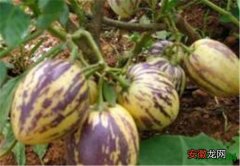【人参果】香瓜茄和人参果的区别 香瓜茄种植条件和方法