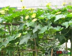 【功效】丝瓜藤的功效与作用 丝瓜种植技术介绍