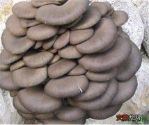 【种植】平菇栽培种植技术 平菇菌种怎么培育出来的