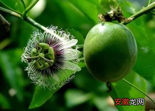 【香】百香果促花方法与人工催花技巧
