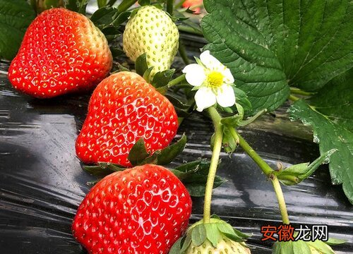 【不开花】草莓不开花怎么办