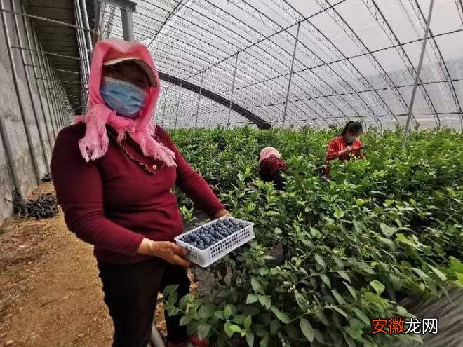 蓝莓产业筑起农民致富路