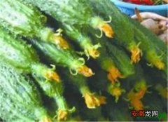 【黄瓜】激素黄瓜对身体的伤害 激素黄瓜和正常黄瓜怎么分辨
