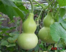 【有毒】葫芦瓜种植管理技术 瓠瓜有毒吗能吃吗