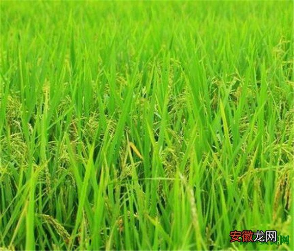 【图片】水稻图片价格多少钱一斤 水稻种植技术