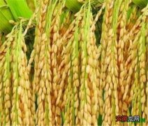 【病虫害】水稻潜叶蝇的危害和症状 水稻病虫害防治方法
