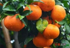 【橘子】沃柑种植技术与管理 沃柑是橘子还是橙子