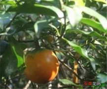 【有毒】山橙有毒吗 尖山橙的果实能吃吗有什么功效与作用
