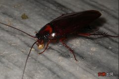 日本大蠊的危害和彻底消灭方法 日本大蠊是蟑螂吗怎么去除