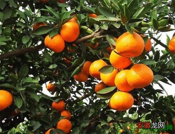 【批发】柑橘图片和批发价格 柑橘的营养价值和功效与作用