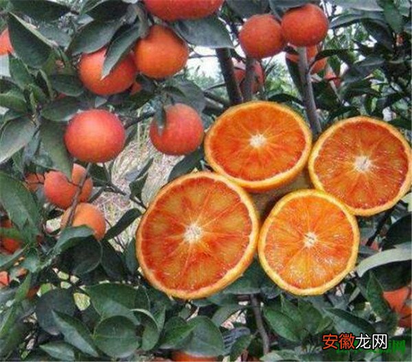 【功效】塔罗科血橙的功效与作用 廉江红橙节几月份开始