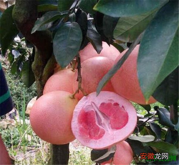 【孕妇】红肉蜜柚苗种植技术 孕妇可以吃蜜柚吗
