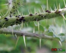 【有毒】刺萼龙葵有毒吗 黄花刺茄的危害和防控措施