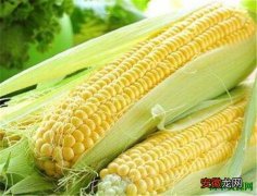 【图片】玉米图片和种植技术 玉米病虫害如何防控