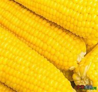 【玉米】水果玉米种子最新价格行情 水果玉米是不是转基因怎么吃好