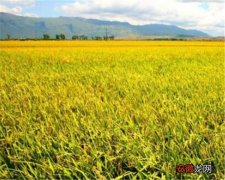 【种植】东北水稻什么时候种植 东北水稻种植技术介绍