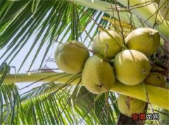 【热量】椰子怎么打开 椰子汁的热量、功效与作用