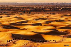 沙漠骆驼之歌