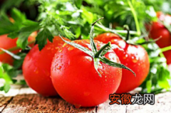 【养殖方法】番茄定植后如何蹲苗 番茄养殖方法